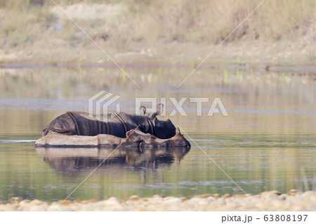 Two greater one horned rhinoceros taking bath in Two greater one horned rhinoceros taking bath in 63808197