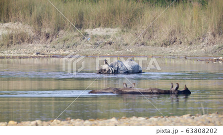 Three greater one horned rhinoceros taking bath in 63808202