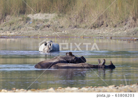 Three greater one horned rhinoceros taking bath in Three greater one horned rhinoceros taking bath in 63808203