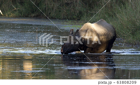 Greater One horned Rhinoceros in Nepal 63808209