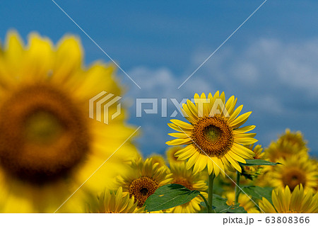 ヒマワリ畑　ひまわり　向日葵 63808366