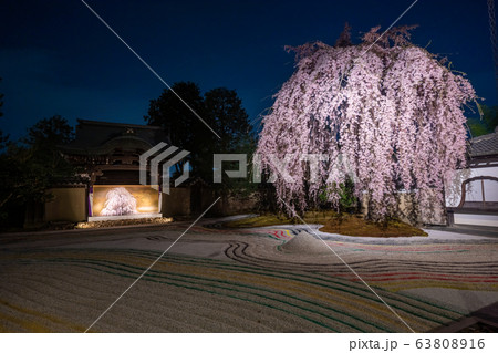 高台寺　枝垂桜　ライトアップ 63808916
