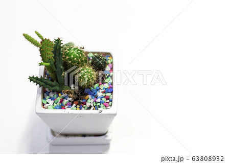 Selective focus beautiful cactus with sharp thorn in the pot with nature blurry background 63808932