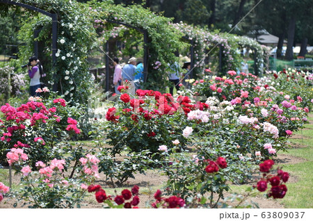 バラ園 バラ 敷島公園 前橋 バラ園 バラ 敷島公園 前橋 63809037