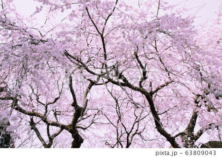 奥山田のしだれ桜（愛知県岡崎市） 63809043