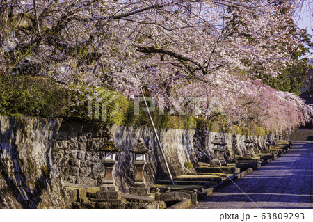 （静岡県）大石寺・塔中参道の枝垂れ桜　満開 63809293