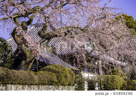 (静岡県)大石寺・塔中参道の枝垂れ桜 満開 (静岡県)大石寺・塔中参道の枝垂れ桜 満開 63809296