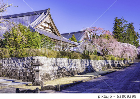 （静岡県）大石寺・塔中参道の枝垂れ桜　満開 63809299