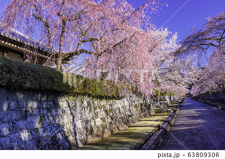 (静岡県)大石寺・塔中参道の枝垂れ桜 満開 (静岡県)大石寺・塔中参道の枝垂れ桜 満開 63809306
