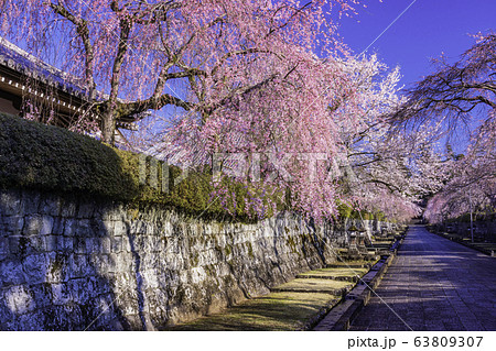 (静岡県)大石寺・塔中参道の枝垂れ桜 満開 (静岡県)大石寺・塔中参道の枝垂れ桜 満開 63809307