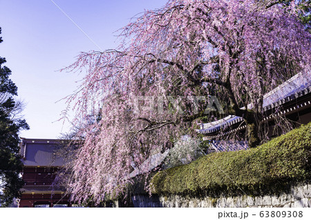 (静岡県)大石寺・塔中参道の枝垂れ桜 満開 (静岡県)大石寺・塔中参道の枝垂れ桜 満開 63809308