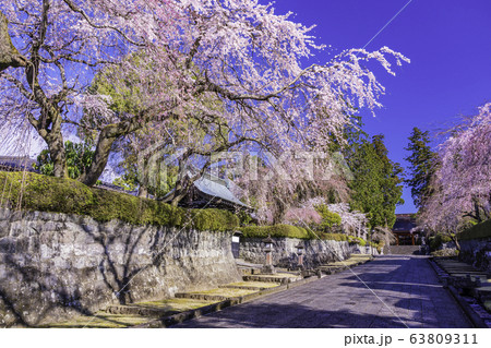 (静岡県)大石寺・塔中参道の枝垂れ桜 満開 (静岡県)大石寺・塔中参道の枝垂れ桜 満開 63809311
