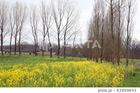 七塚原高原の菜の花 七塚原高原の菜の花 63809643