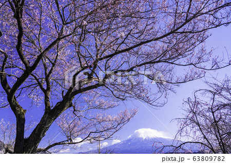 (静岡県)興徳寺の桜と富士山 (静岡県)興徳寺の桜と富士山 63809782