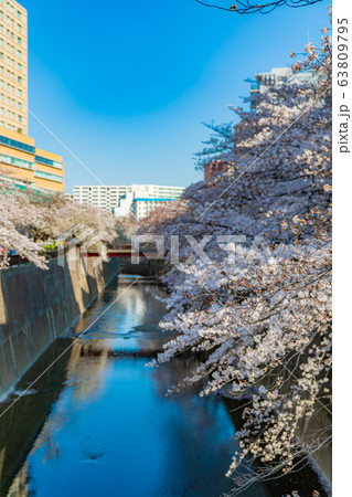 日本の春 東京都板橋区 石神井川緑道沿いの桜並木 63809795