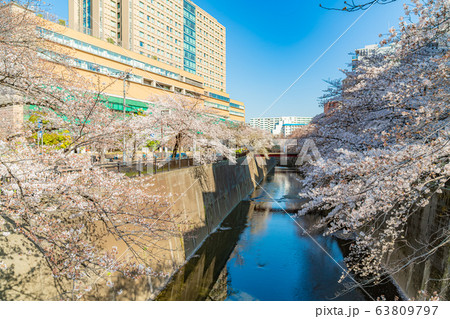 日本の春 東京都板橋区 石神井川緑道沿いの桜並木 63809797