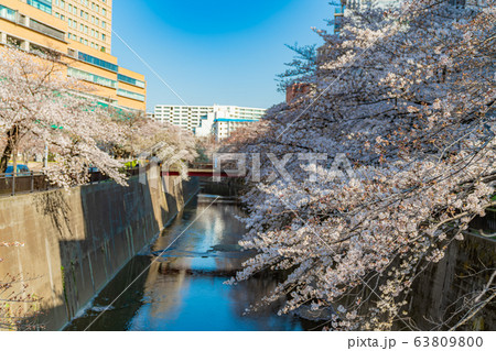 日本の春 東京都板橋区 石神井川緑道沿いの桜並木 日本の春 東京都板橋区 石神井川緑道沿いの桜並木 63809800