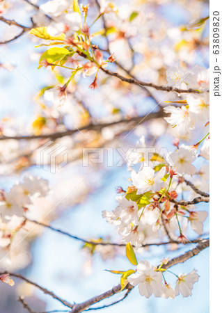 日本の春 東京都板橋区 石神井川緑道沿いの桜 63809820