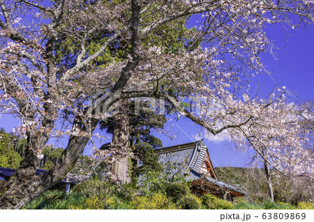 （静岡県）桜とレンギョウが美しい、興徳寺 63809869