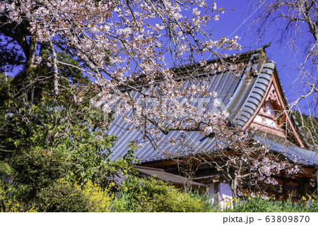 （静岡県）桜とレンギョウが美しい、興徳寺 63809870