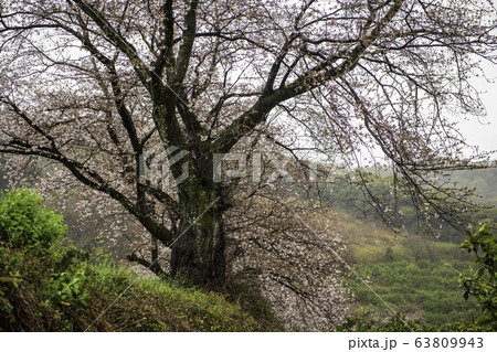 サクラ 63809943