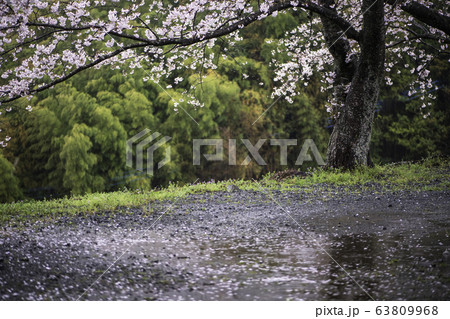 サクラ 63809968