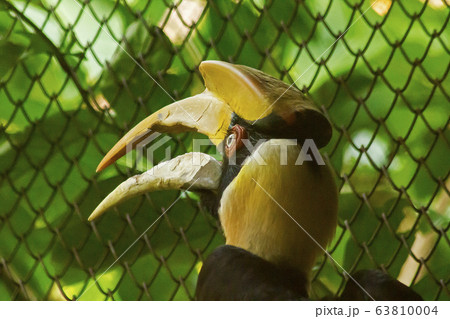 Hornbills with a hollowed head on the top. Hornbills with a hollowed head on the top. 63810004
