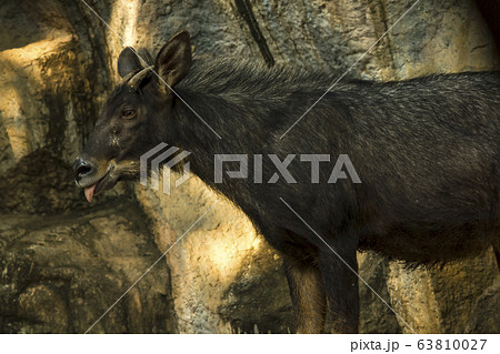 Serow stood looking at the stone. Serow stood looking at the stone. 63810027