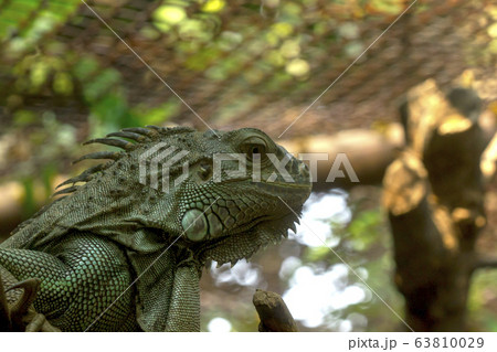Iguana is a reptile of the chameleon species. Iguana is a reptile of the chameleon species. 63810029