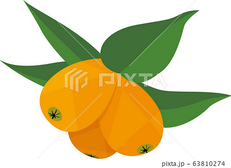 びわ びわ 63810274