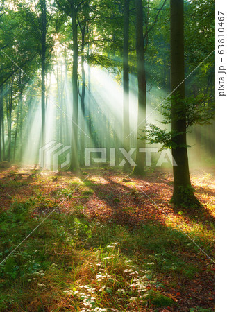Beautiful morning in the forest Beautiful morning in the forest 63810467
