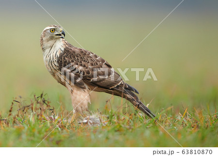 Northern goshwak (Accipiter gentilis) close up 63810870