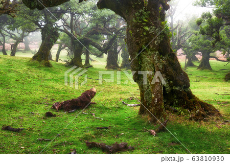 Old cedar tree in Fanal forest - Madeira island. Old cedar tree in Fanal forest - Madeira island. 63810930