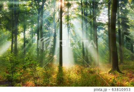 Beautiful morning in the forest 63810953