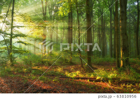 Autumn morning in old forest Autumn morning in old forest 63810956