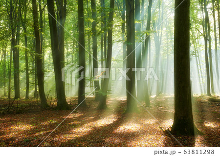 Beautiful morning in the forest Beautiful morning in the forest 63811298