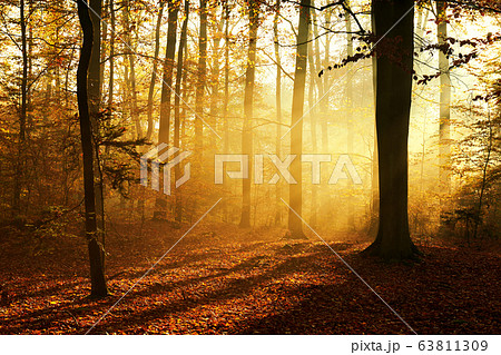 Autumn morning in old forest 63811309