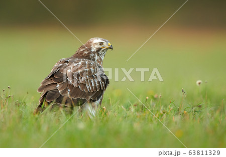 Common buzzard (Buteo buteo) 63811329