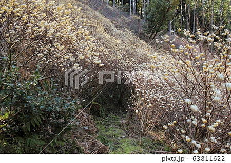 丹波篠山・龍蔵寺三椏 丹波篠山・龍蔵寺三椏 63811622
