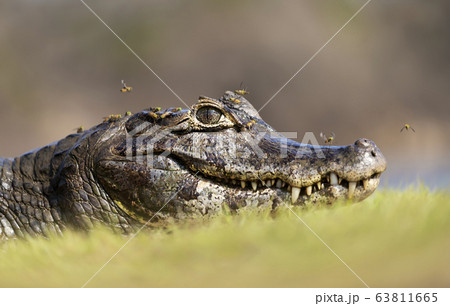 Portrait of a Yacare caiman with flies 63811665