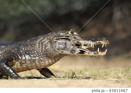 Yacare caiman eating piranha on a river bank Yacare caiman eating piranha on a river bank 63811667