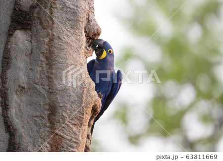 Hyacinth macaw perched in a palm tree 63811669