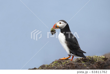 Atlantic puffin with nesting material in the beak Atlantic puffin with nesting material in the beak 63811762
