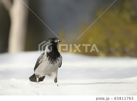 Close up of a hooded crow in snow Close up of a hooded crow in snow 63811763