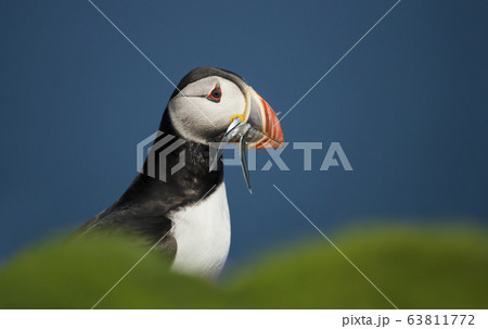 Atlantic puffin with the beak full of sand eels 63811772