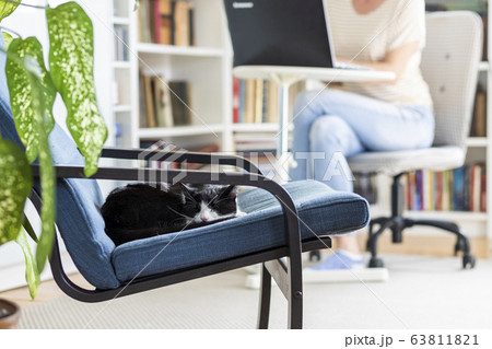 cute little cat sleeping in an armchair woman cute little cat sleeping in an armchair woman 63811821