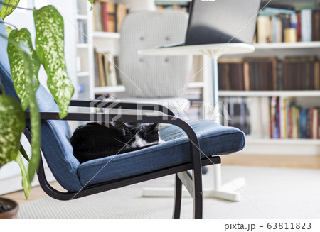 cute little cat sleeping in an armchair cute little cat sleeping in an armchair 63811823