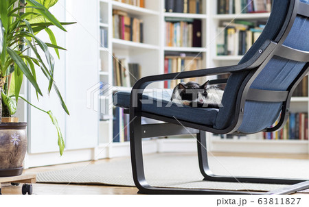 cute little cat sleeping in an armchair cute little cat sleeping in an armchair 63811827