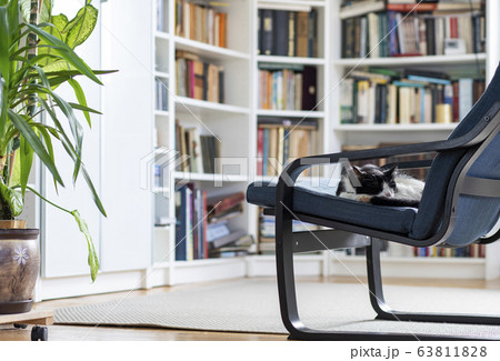 cute little cat sleeping in an armchair 63811828