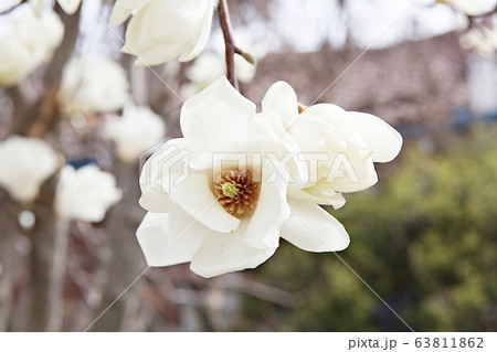 マグノリア 花 春の花 63811862
